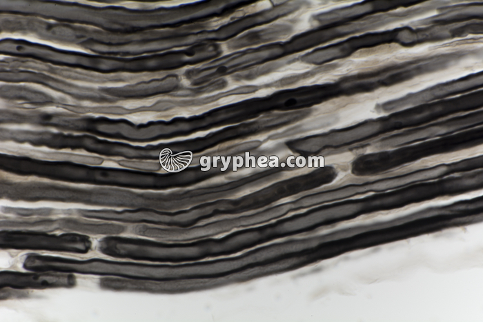 Nerf AO Mammifère CL x200 - gryphea.com